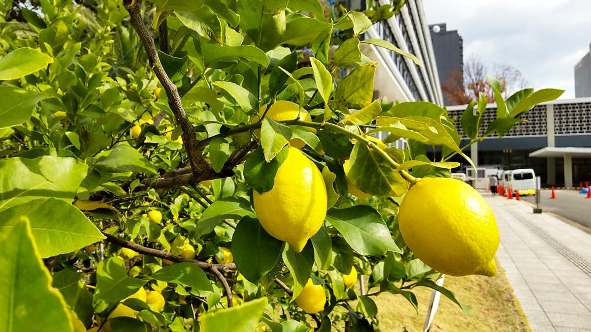 広島県庁にあるレモンの木