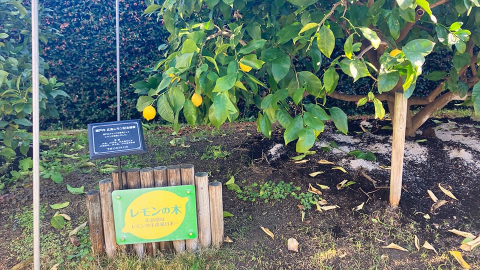 広島県庁 レモンの木