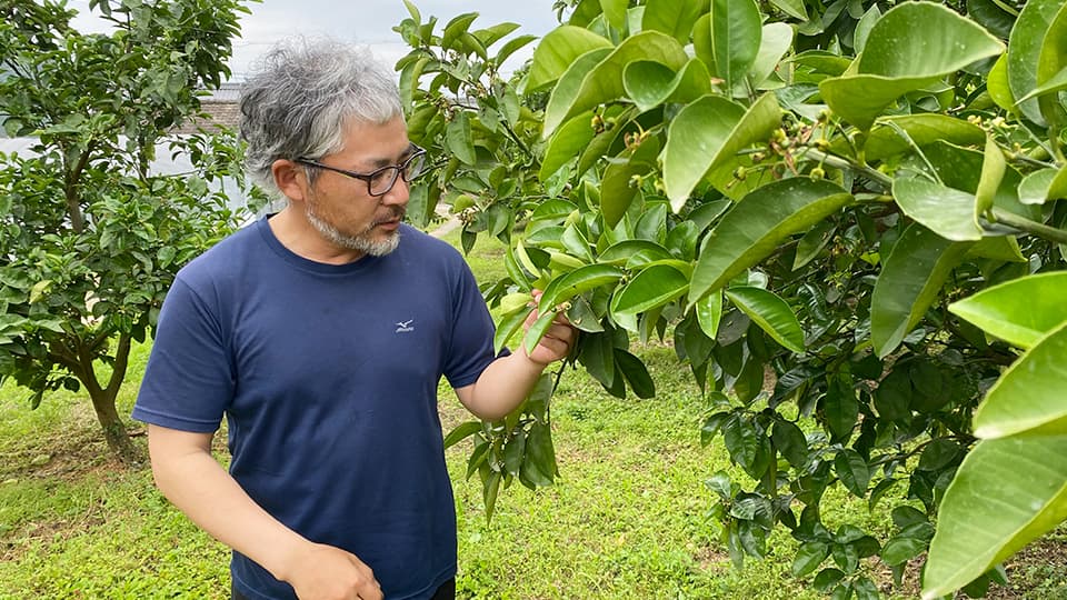 レモン農家の方