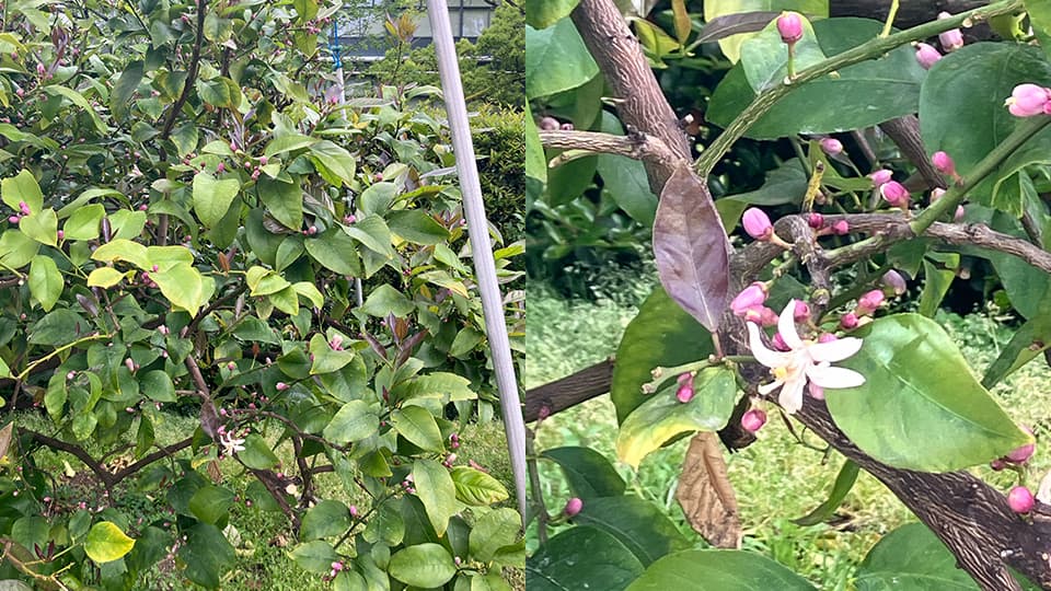 レモンの花は白かった