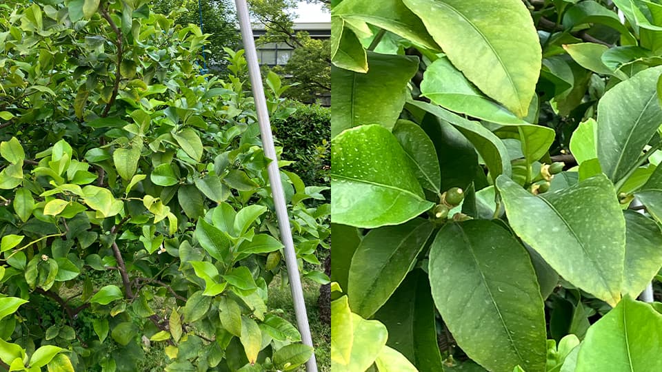 小さな実がなった