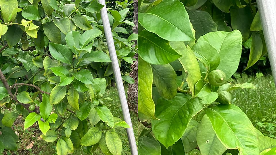 少し大きくなった実