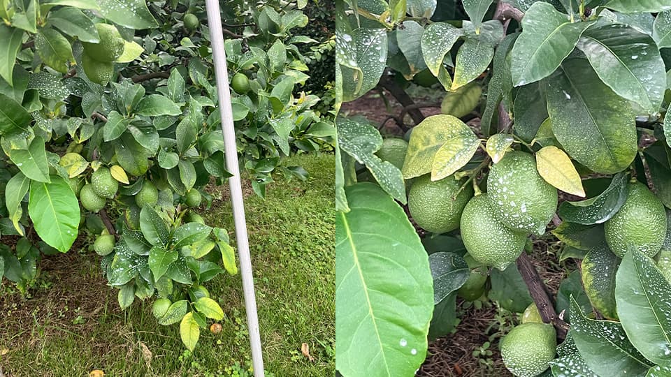 一気に大きくなりレモンの形に