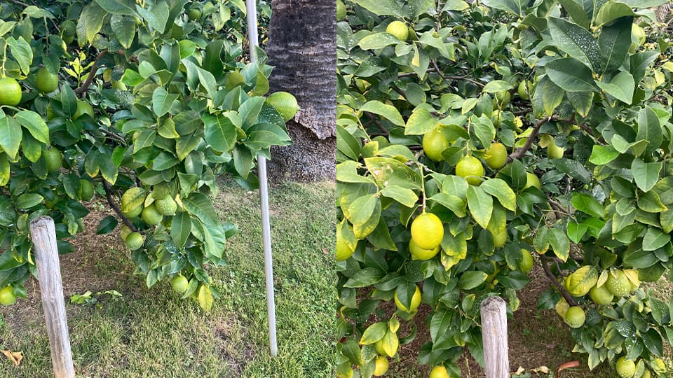 少し黄色に色づいてきたレモン