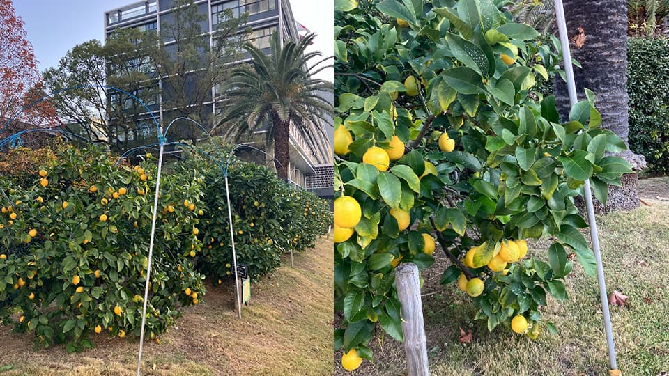 収穫できるほどに色づいたレモン