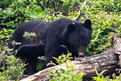 ニホンツキノワグマの写真