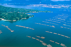 瀬戸内海のカキ筏の写真