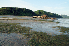 竹原市 ハチ干潟の写真