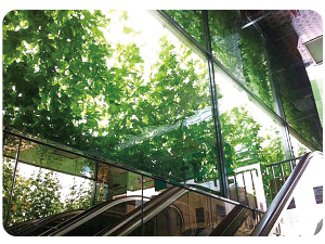 緑のカーテン - そごう広島店