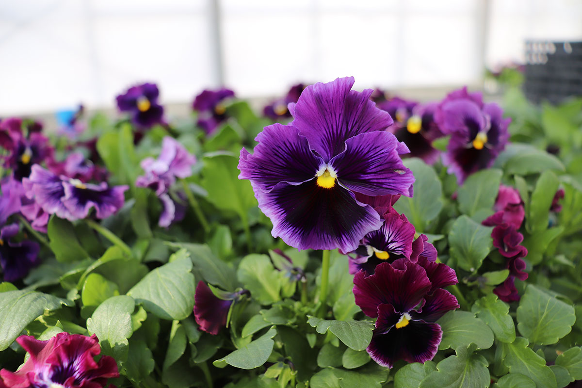 栽培している紫の花