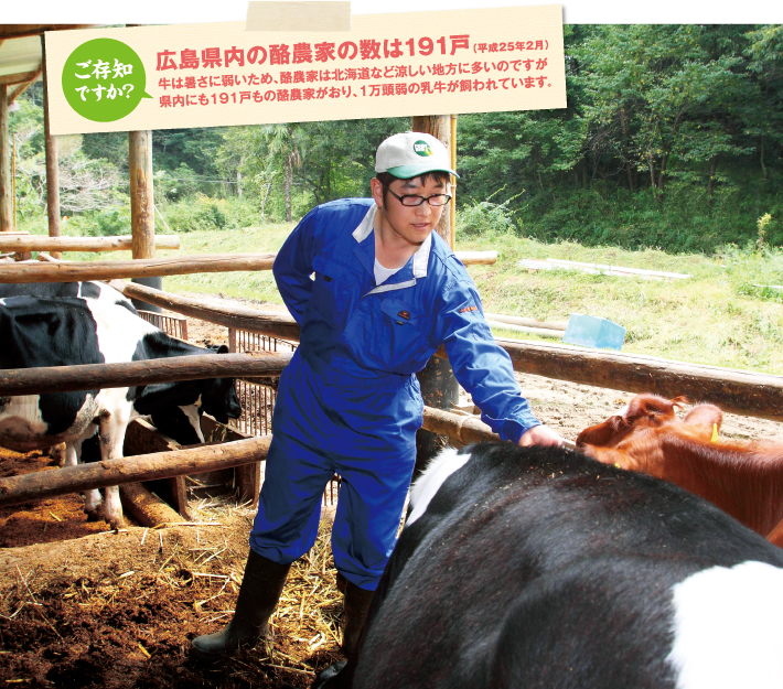 ご存知ですか？広島県内の酪農家の数は191戸（平成２５年２月）牛は暑さに弱いため、酪農家は北海道など涼しい地方に多いのですが
県内にも191戸もの酪農家がおり、１万頭弱の乳牛が飼われています。