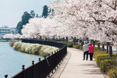 しょうばら桜物語