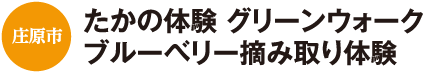 庄原市　たかの体験 グリーンウォーク　ブルーベリー摘み取り体験