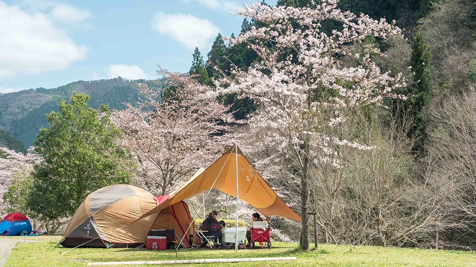 桜とテント