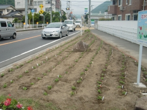 花かぐやロード10