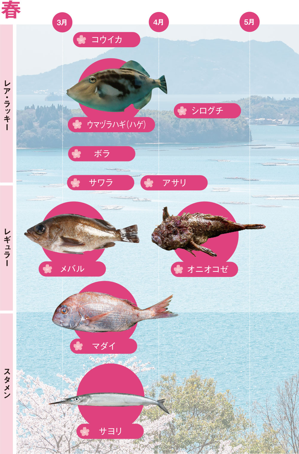 四季折々ひろしまの旬の推し魚｜瀬戸内さかな 〜ひろしまならではの