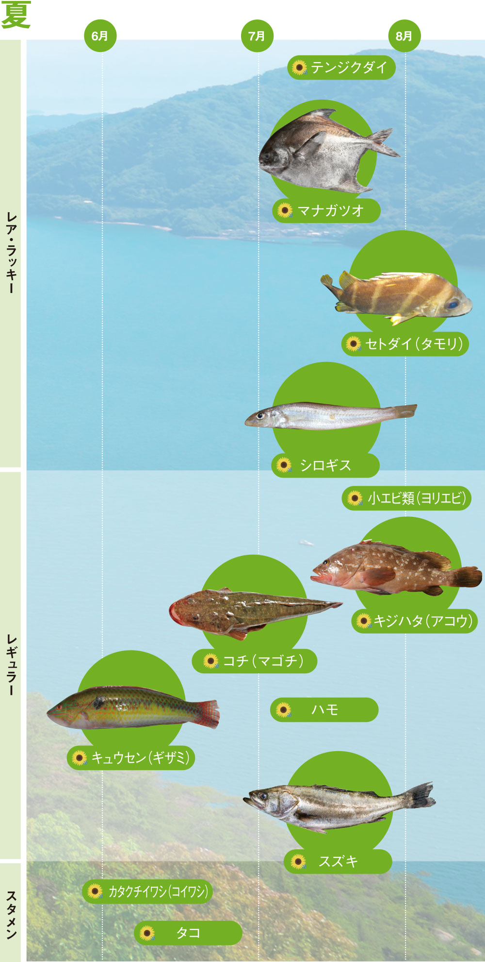 夏の分布図