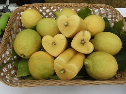 瀬戸内広島レモン」を初収穫写真2