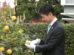 瀬戸内広島レモン」を初収穫写真3