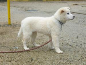 動物愛護センターの日常４ 広島県動物愛護センター 広島県