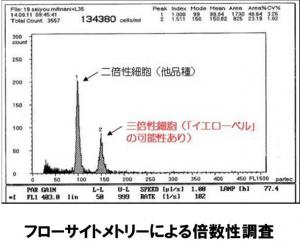 倍数性調査