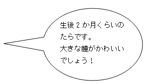 たら生後二か月。大きな瞳がかわいいでしょう！