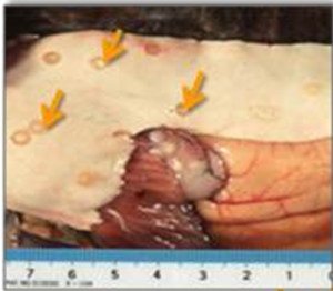 魚の内臓に寄生したアニサキス幼虫