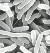 腸炎ビブリオ菌の写真