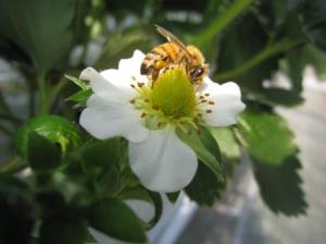 イチゴの花とミツバチ