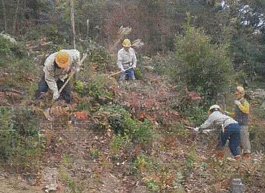 市民，森林ボランティア団体の協働による里山整備活動の画像