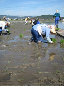 田植え