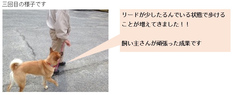 まめちゃんの様子の写真2