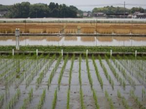 水田の向こうに麦秋