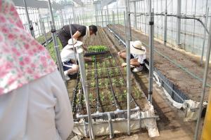 菊の苗の植付け作業