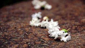 地面に落ちた花の小さな房