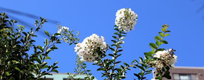 夏空に映える満開の房です