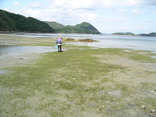 コアマモの群生の写真