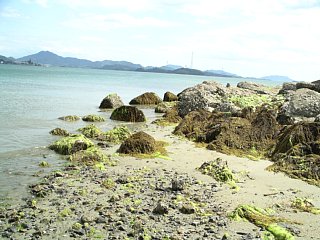 ハチの岩周辺の植物の写真