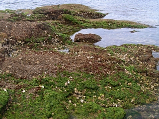 繁茂した海藻