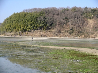 潮が引いた干潟を歩いてハチの岩への写真