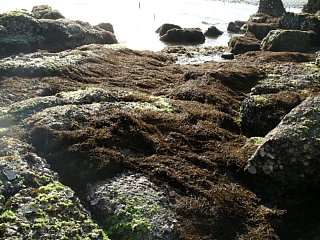 冬は海藻だらけの写真