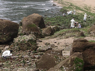 海浜植物の採取