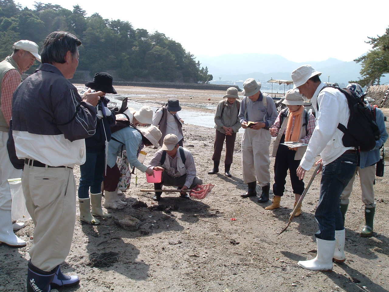 宮島の磯・生きもの調査団の生物調査活動の写真