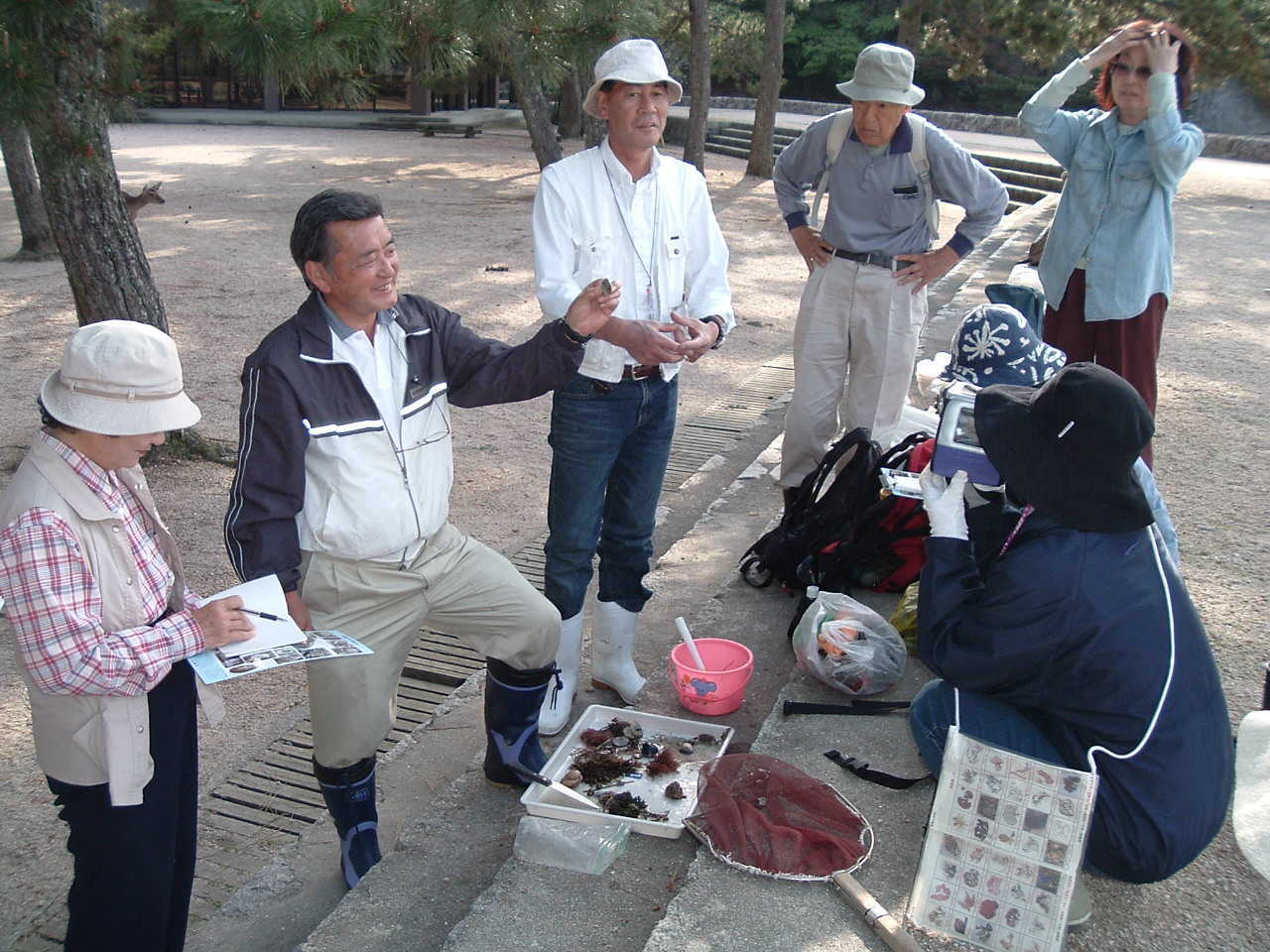 宮島の磯・生きもの調査団の生物調査活動の写真