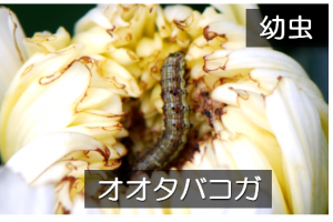 キクの花に加害するオオタバコガの幼虫