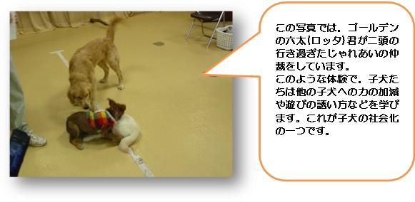 子犬の社会化