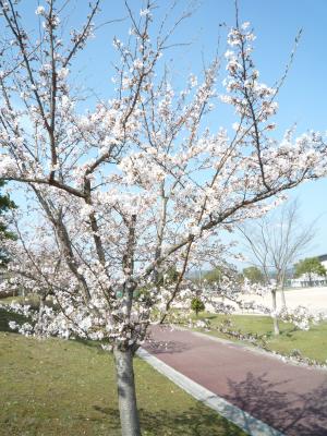 桜の木の写真