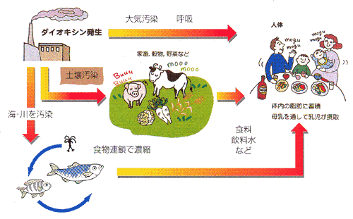 ダイオキシン類はどのようにして私達の体の中にはいってくるのですか？