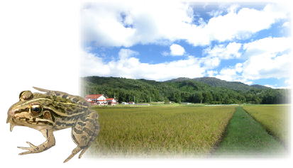 水田の広がる里地（山県郡）とトノサマガエルの写真