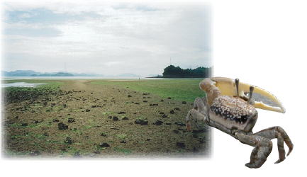 沿岸部の干潟（竹原市）とハクセンシオマネキの写真